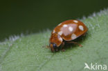 14 spot Ladybird