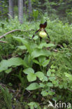 Lady’s slipper (Cypripedium calceolus)