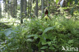 Lady’s slipper (Cypripedium calceolus)