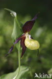 Lady’s slipper (Cypripedium calceolus)