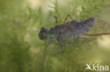 White-faced Darter (Leucorrhinia dubia)
