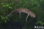 Palmate Newt (Lissotriton helveticus)