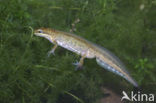 Vinpootsalamander (Lissotriton helveticus) 