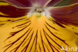Violet (Viola spec.)
