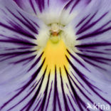 Violet (Viola spec.)