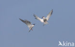 Common Tern (Sterna hirundo)