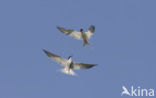 Common Tern (Sterna hirundo)