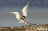 Common Tern (Sterna hirundo)