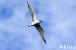 Common Tern (Sterna hirundo)