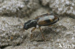 Bembidion articulatum