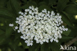 Vlier (Sambucus )