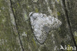 Least Black Arches (Nola confusalis)