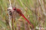 Vuurlibel (Crocothemis erythraea)