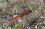 Vuurlibel (Crocothemis erythraea)