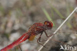 Vuurlibel (Crocothemis erythraea)