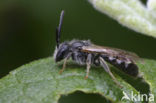 Waaiergroefbij (Lasioglossum pallens)