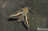Bedstraw Hawk-moth (Hyles gallii)