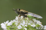 green colonel fly (Oplodontha viridula)