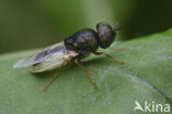 green colonel fly (Oplodontha viridula)