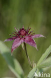 Marsh Cinquefoil (Potentilla palustris)