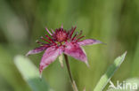 Marsh Cinquefoil (Potentilla palustris)