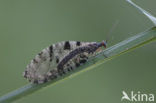 stream lacewing (Osmylus fulvicephalus)