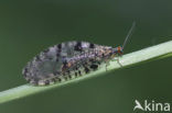 stream lacewing (Osmylus fulvicephalus)