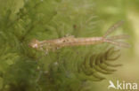 Waterjuffer (Coenagrion sp.)