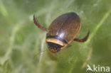 Waterbeetle (Graphoderus cinereus)