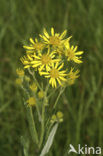 Marsh Ragwort (Senecio aquaticus)