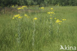 Marsh Ragwort (Senecio aquaticus)