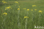 Marsh Ragwort (Senecio aquaticus)