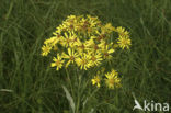 Marsh Ragwort (Senecio aquaticus)