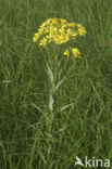 Marsh Ragwort (Senecio aquaticus)