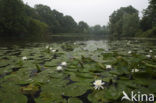 Waterlily (Nymphaea hybride)