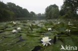 Waterlily (Nymphaea hybride)