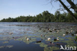 Waterlelie (Nymphaea spec.)