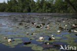 Waterlelie (Nymphaea spec.)