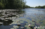 Waterlelie (Nymphaea spec.)