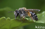 Weidebij (Andrena gravida) 