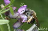 Wikkebij (Andrena lathyri)