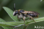 Wikkebij (Andrena lathyri)