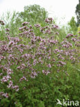 Wild Marjoram (Origanum vulgare)