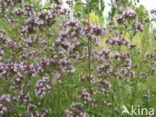 Wild Marjoram (Origanum vulgare)
