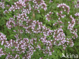 Wild Marjoram (Origanum vulgare)