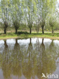 Willow (Salix)