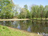 Willow (Salix)
