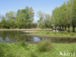 Willow (Salix)