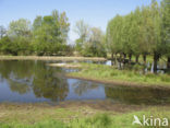 Willow (Salix)