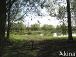 Willow (Salix)